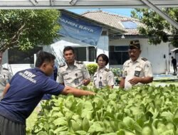 Lapas Sibolga Panen 65 Kg Pakcoy, Wujudkan Pembinaan Kemandirian Berbasis Ketahanan Pangan
